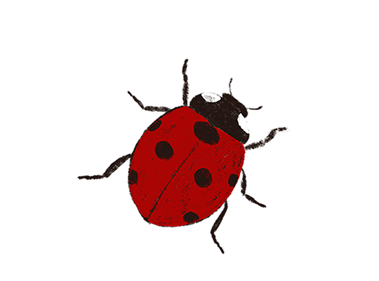 Tinytown-sticker-ladybug