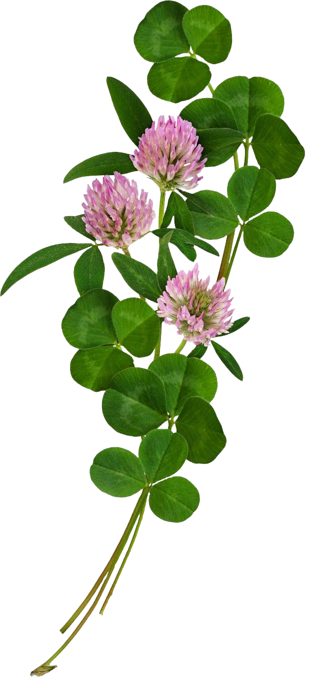 clover
