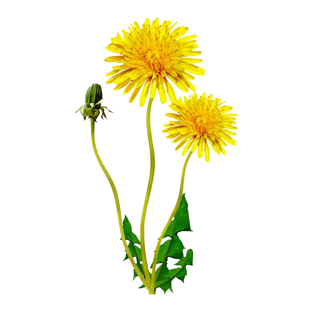 dandelion