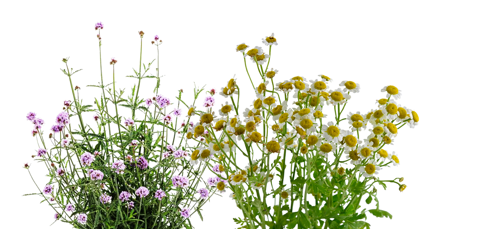 plants