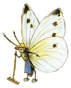 butterfly