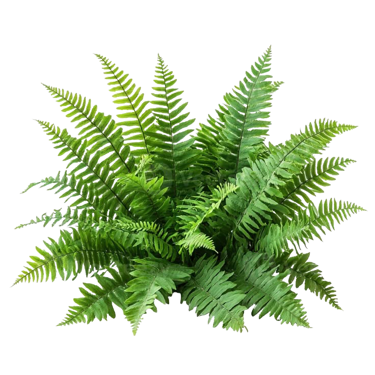 fern