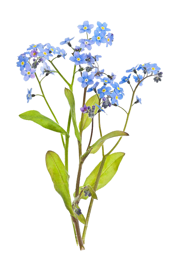 forget-me-not