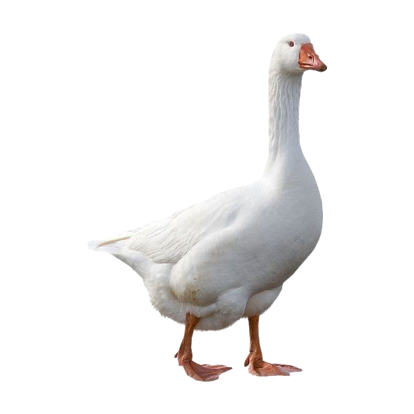 goose