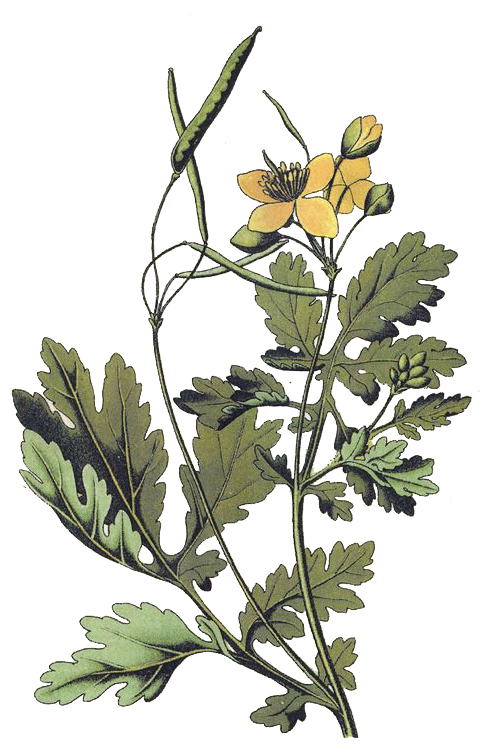 celandine