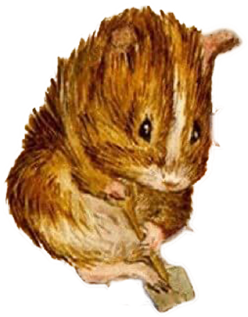 guineapig2