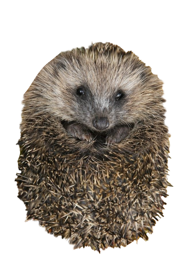 hedgehog
