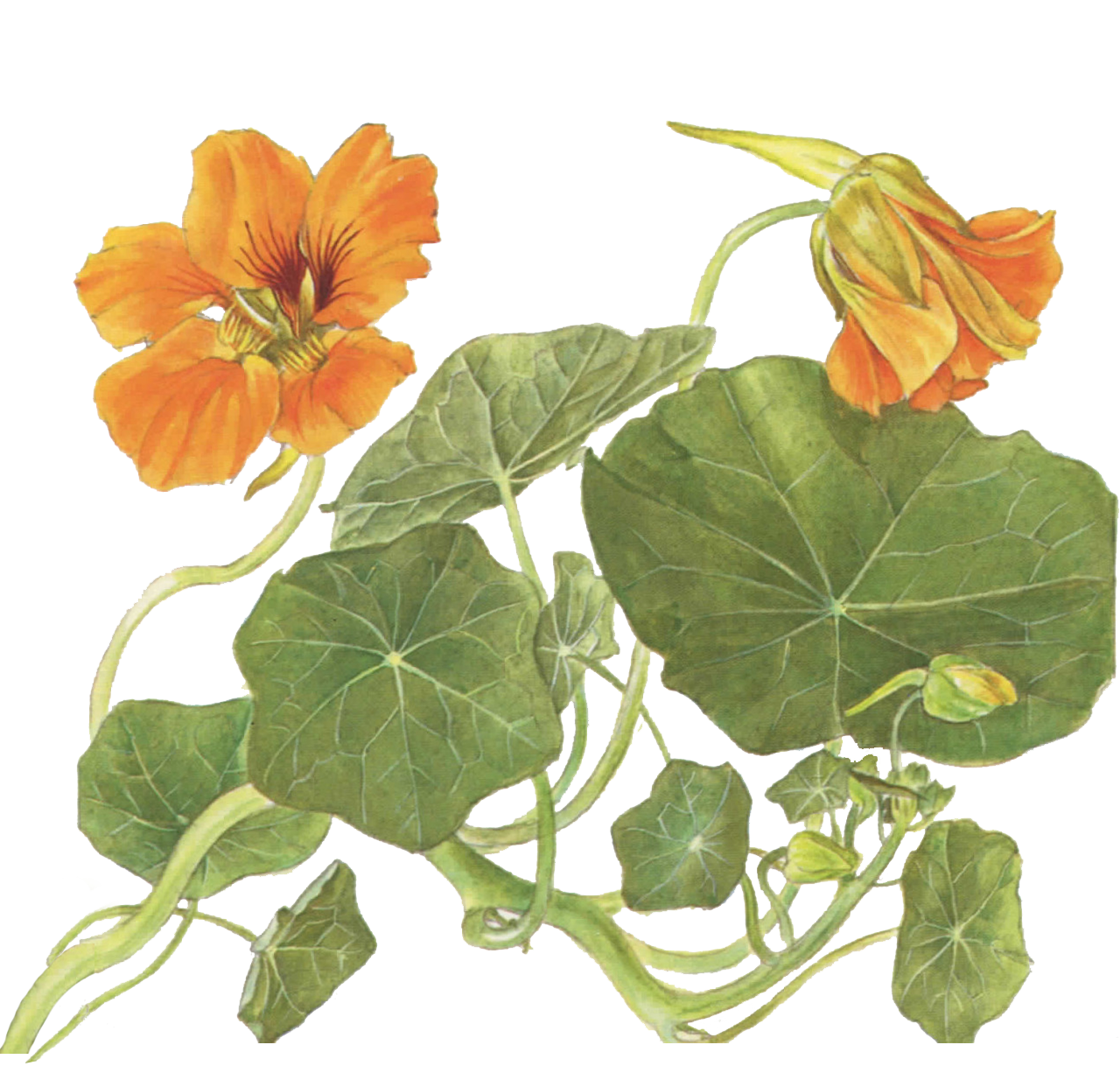 nasturtium