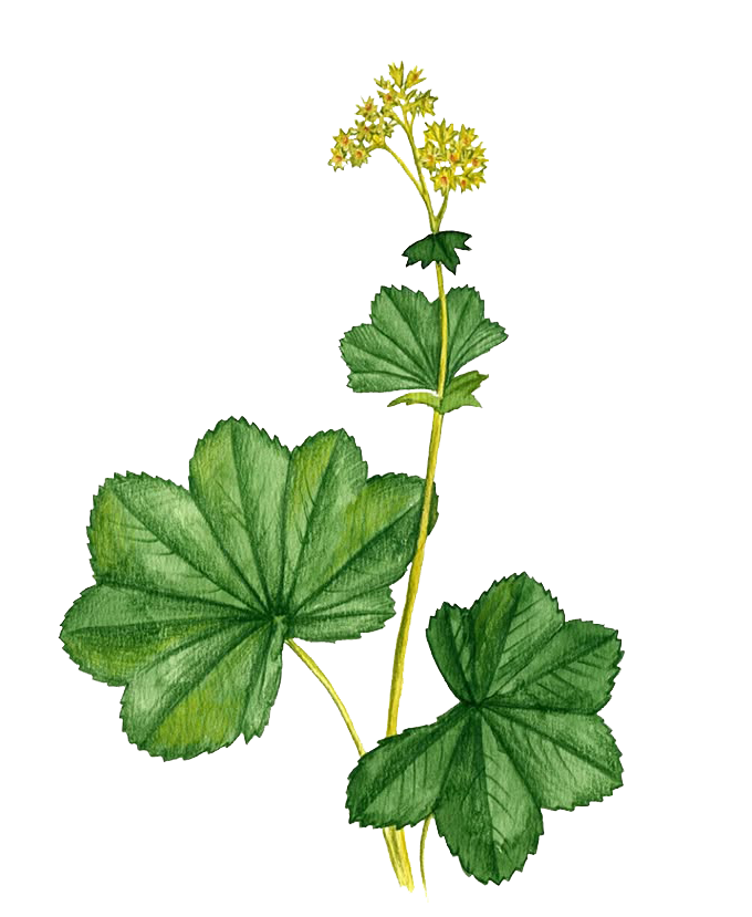tansy