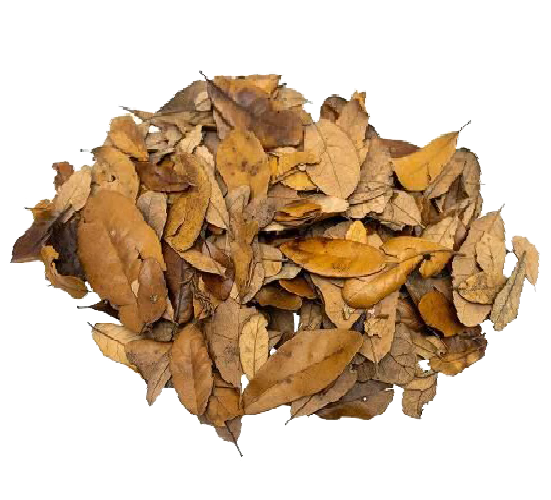leaves