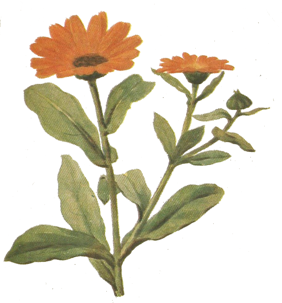 marigold