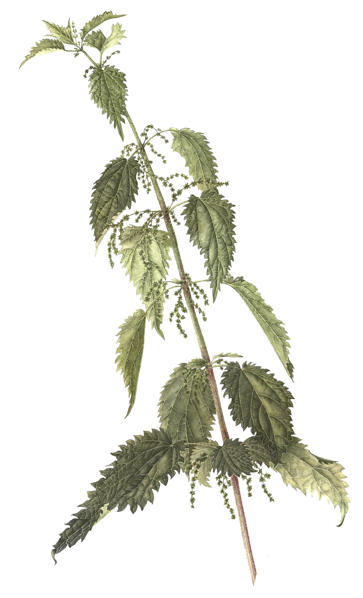 nettle