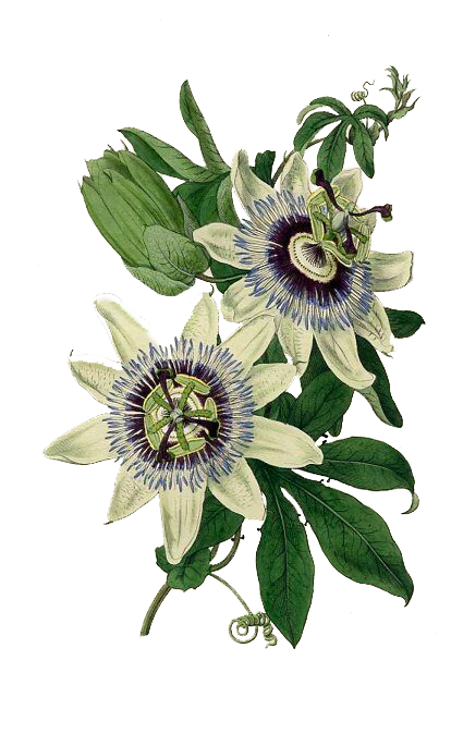passiflora