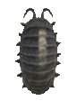 Walking pillbug