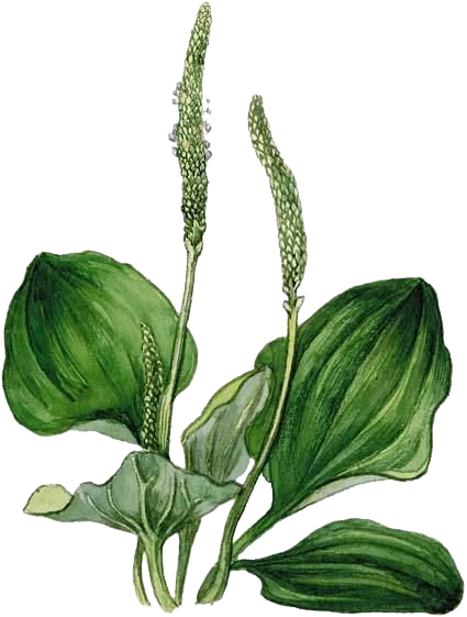 plantain