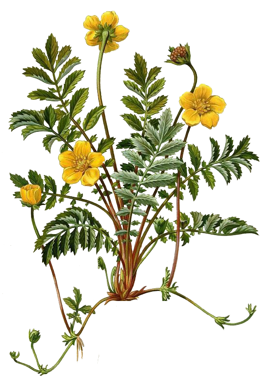 silverweed