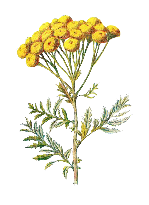 tansy