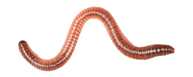 worm