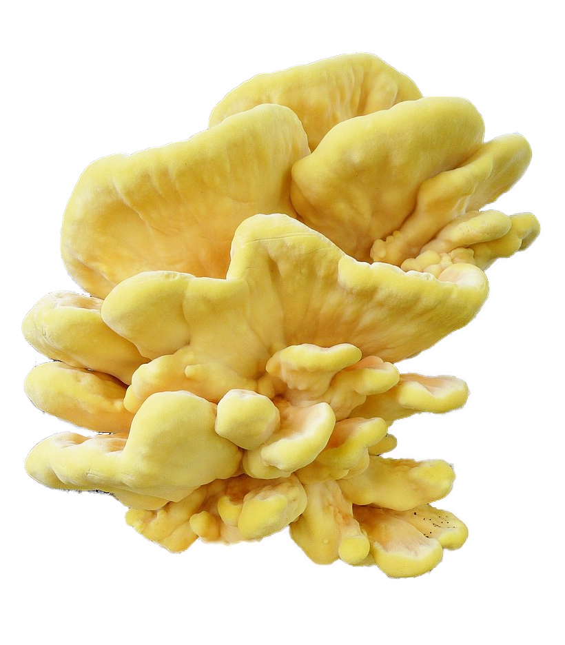 Chicken of the woods salad