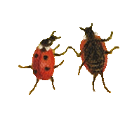 Ladybugs