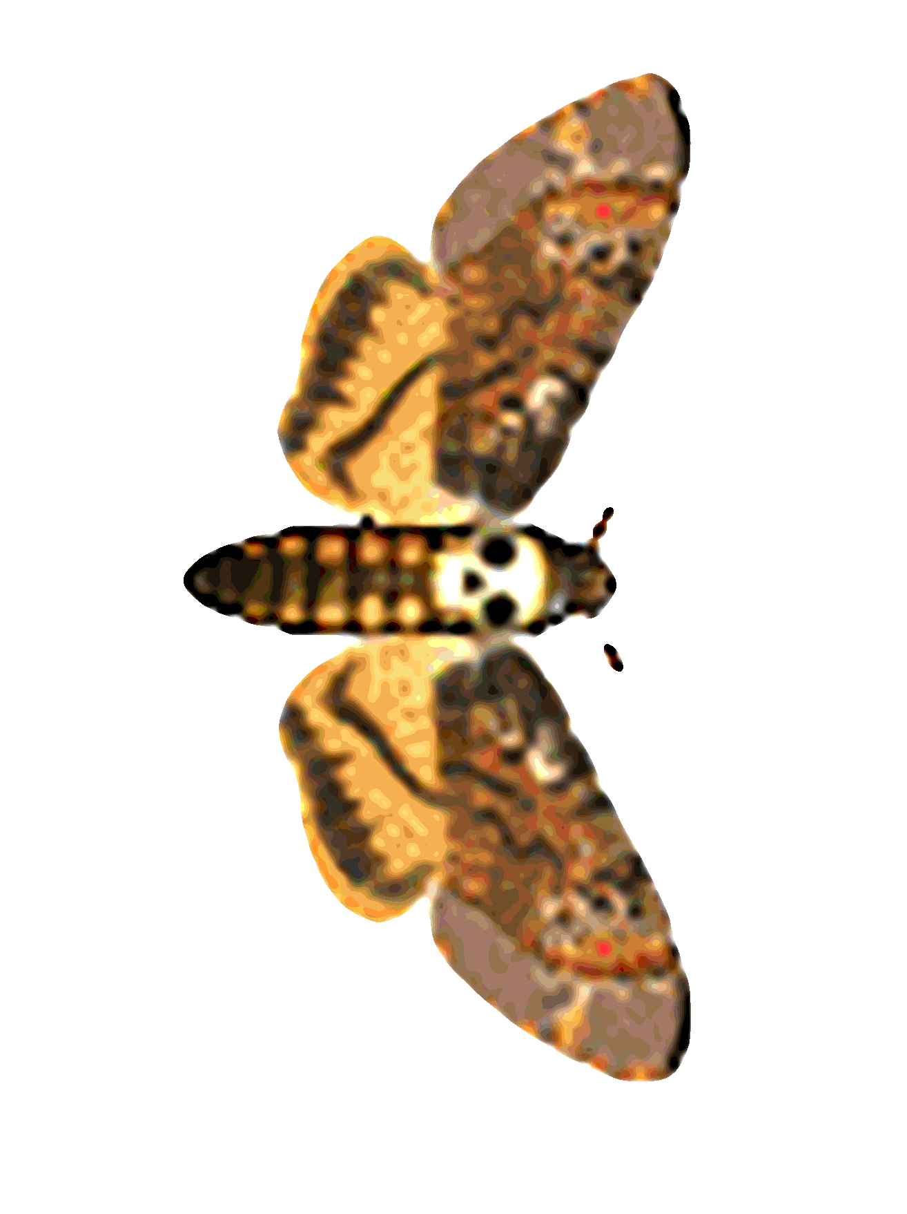 Moth